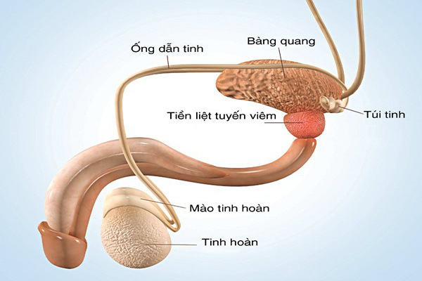 Viêm tuyến tiền liệt là bệnh gì? Nguyên nhân và cách điều trị?